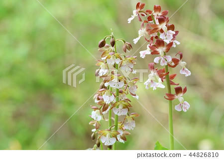 Earth Ebine Nature Background 44826810