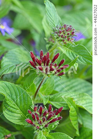 Pentax's moth 44827022