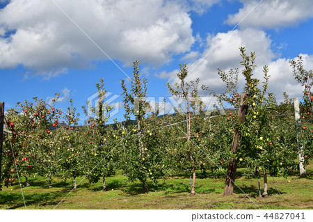 Taking a picture of apple orchard landscape in Nanae Town, Hokkaido 44827041