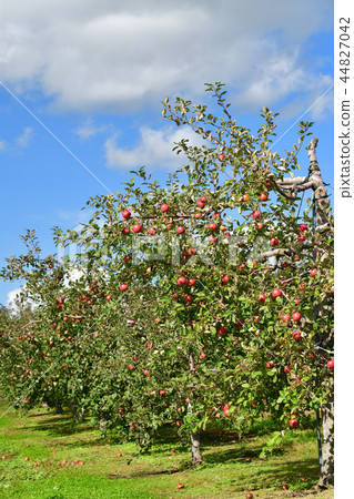 Taking a picture of apple orchard landscape in Nanae Town, Hokkaido Taking a picture of apple orchard landscape in Nanae Town, Hokkaido 44827042
