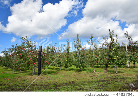 Taking a picture of apple orchard landscape in Nanae Town, Hokkaido 44827043