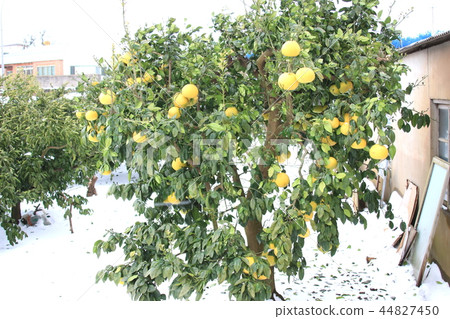Tangerine, winter, snow, snowstorm Tangerine, winter, snow, snowstorm 44827450