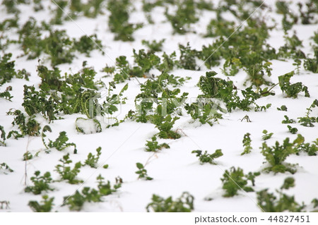 蘿蔔田,冬天,雪,暴風雪 蘿蔔田,冬天,雪,暴風雪 44827451