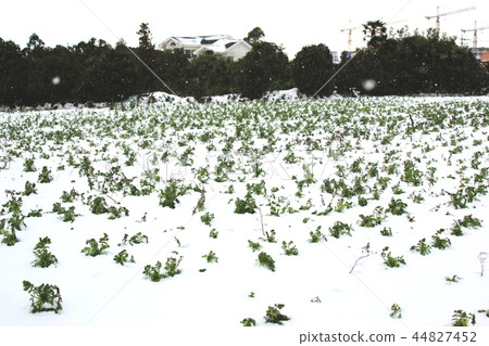 蘿蔔田，冬天，雪，暴風雪 44827452