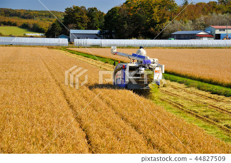 Autumn harvest 44827509