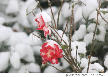 山茶花,冬天,雪,暴風雪 山茶花,冬天,雪,暴風雪 44827578