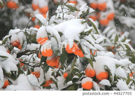Tangerine, winter, snow, snowstorm Tangerine, winter, snow, snowstorm 44827705