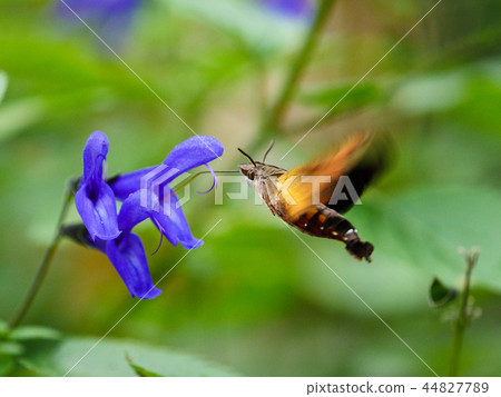 Squirrel eater and med-sage 44827789