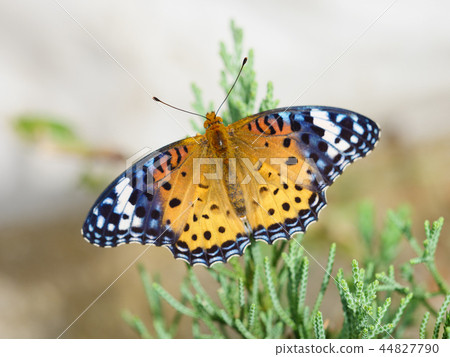 Recommend the bluefin leopard 44827790