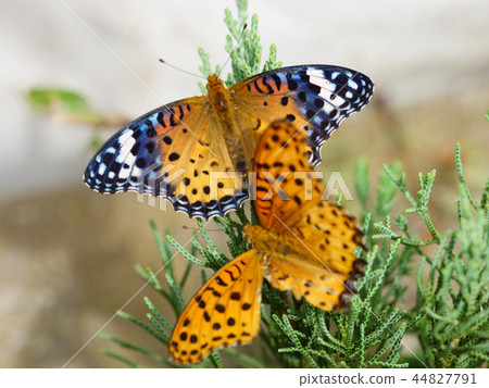 Sesame seedlings of the leafhopper 44827791