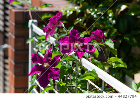 Clematis 44827794