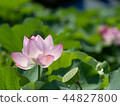 一朵蓮花 44827800