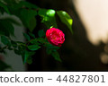 玫瑰	 44827801