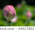一朵蓮花 44827802