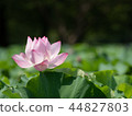 一朵蓮花 44827803