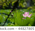 一朵蓮花 44827805