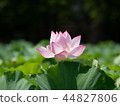 一朵蓮花 44827806