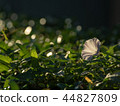 葫蘆 44827809