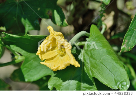 Female flower mebanana 44828353