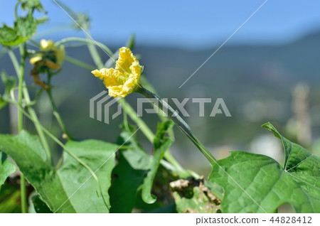 Female flower mebanana 44828412
