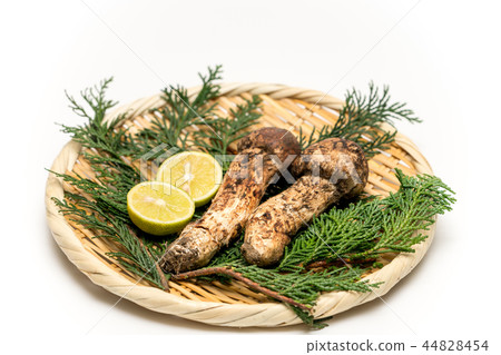 松茸蘑菇/松茸 44828454