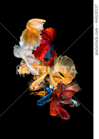 Close up art movement of Betta fish 44828537