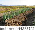 Green onion field 1 44828542