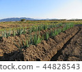 Green onion field 2 44828543