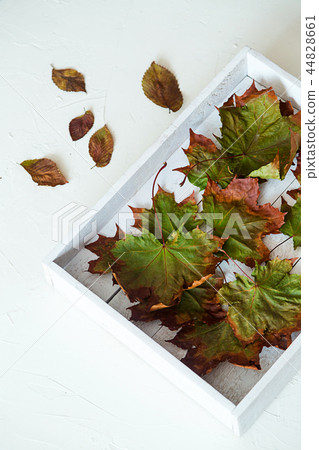 Dry maple leaves on a white wooden tray, autumn 44828661