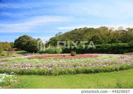 秋天公園波斯菊領域 秋天公園波斯菊領域 44828687