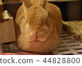 Sleeping rabbit 44828800