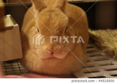 Sleeping rabbit Sleeping rabbit 44828800