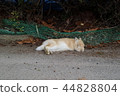 Rabbit on the roadside 44828804