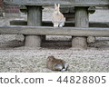 Rabbits on the chair 44828805