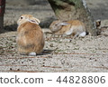 Two rabbits 44828806