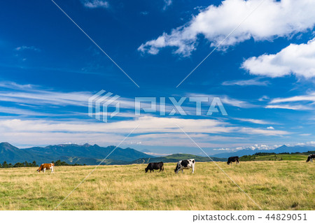 "Nagano Prefecture" Midagahara ranch, large sky 44829051