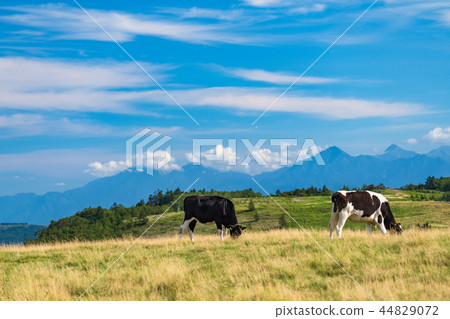 "Nagano Prefecture" Midagahara ranch, large sky 44829072
