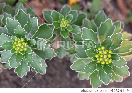 Vivid leaves "isogiku" Vivid leaves "isogiku" 44829149