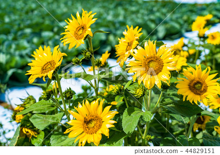 Small sunflower Small sunflower 44829151