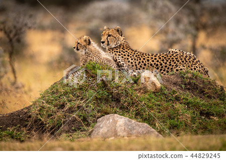 Cheetah lies with cub on grassy mound Cheetah lies with cub on grassy mound 44829245
