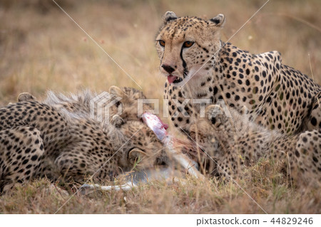 Cheetah lies with cubs eating Thomson gazelle Cheetah lies with cubs eating Thomson gazelle 44829246