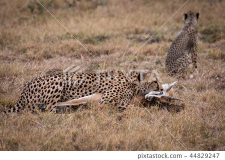 Cheetah lies with Thomson gazelle near cub Cheetah lies with Thomson gazelle near cub 44829247