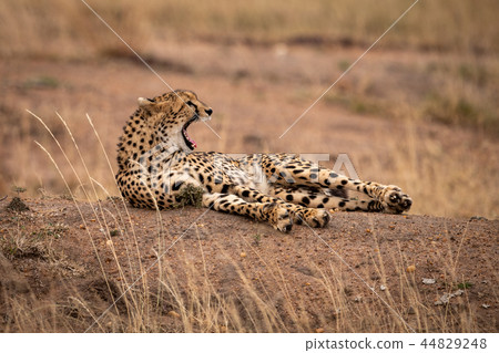 Cheetah lies yawning on stony earth bank Cheetah lies yawning on stony earth bank 44829248