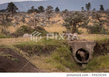 Cheetah sits as cubs play around pipe Cheetah sits as cubs play around pipe 44829289