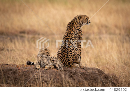Cheetah sits by cub on dirt mound 44829302