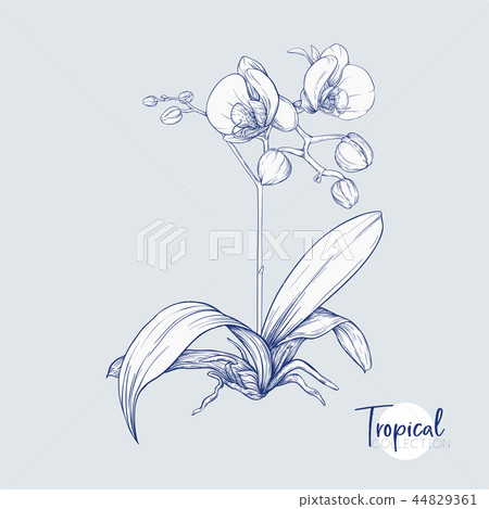 Set of elements for design with tropical plants 44829361