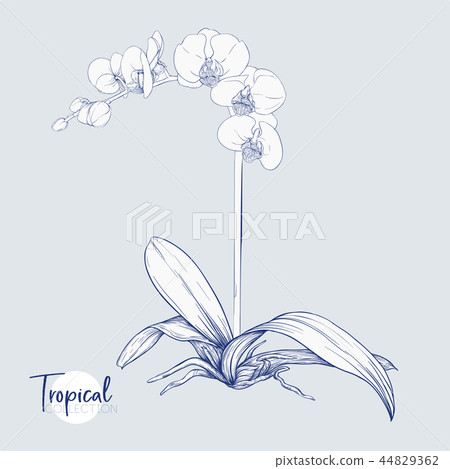 Set of elements for design with tropical plants 44829362