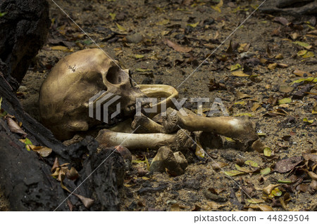 Skull and bones digged from pit with dark light Skull and bones digged from pit with dark light 44829504