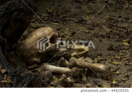 Skull and bones digged from pit with dark light Skull and bones digged from pit with dark light 44829505