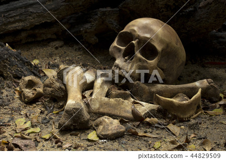 Skull and bones digged from pit  with dark light 44829509